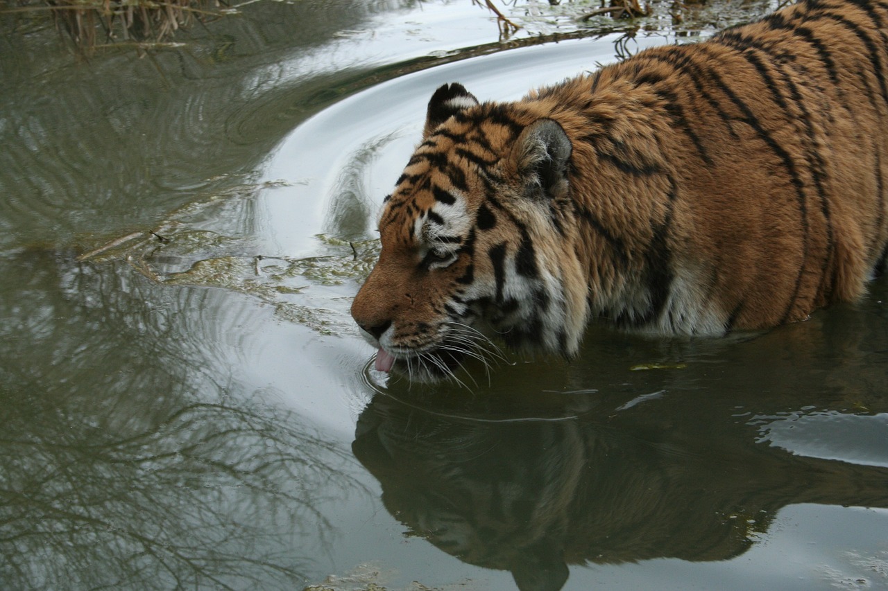 How to Help Your Pet Adjust to Regular Bathing